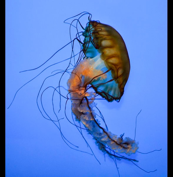 Jellyfish Strut